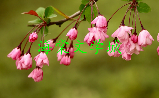 《海棠文学城》怎么进不去